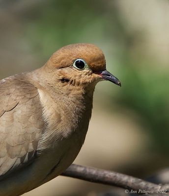 Mourning Dove