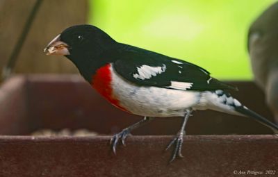 Rose-breasted Grosbeak
