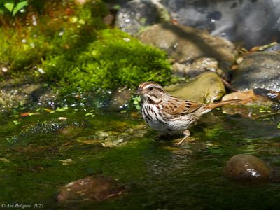 Song Sparrow
