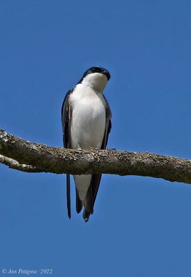 Tree Swallow