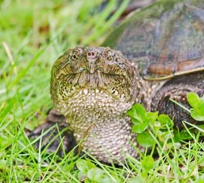 Common Snapping Turtle