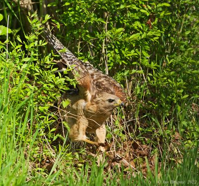 Red-shouldered Hawk