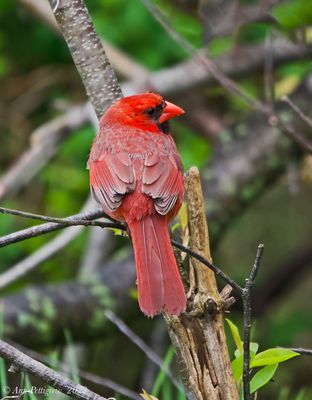 Northern Cardinal