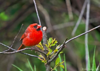 Northern Cardinal