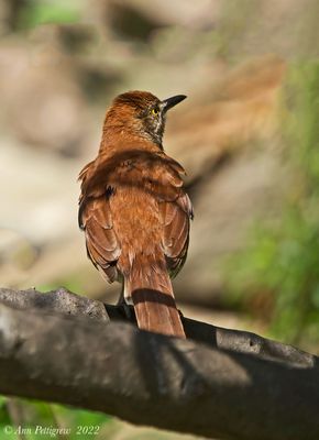 Brown Thrasher