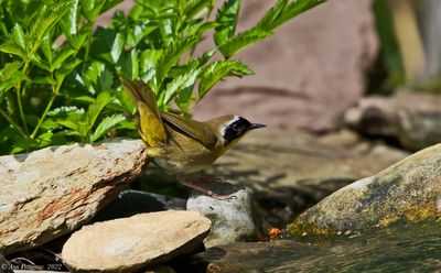 Common Yellowthroat 