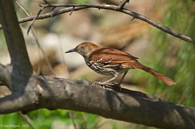 Brown Thrasher