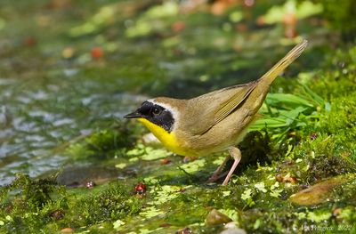 Common Yellowthroat