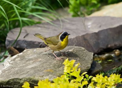 Common Yellowthroat