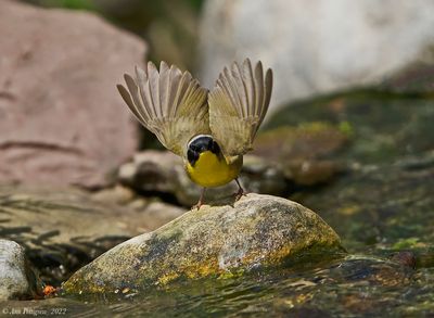Common Yellowthroat