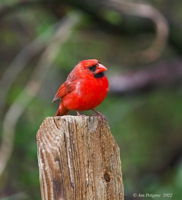 Northern Cardinal