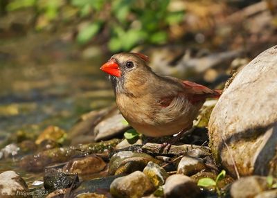 Northern Cardinal - female