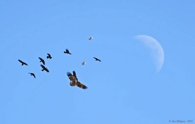 Bald Eagle and American Crows