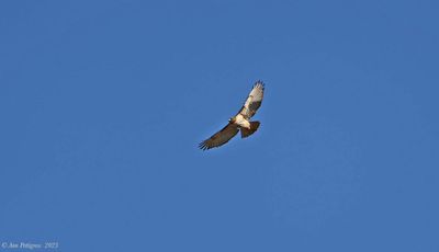 Red-tailed Hawk