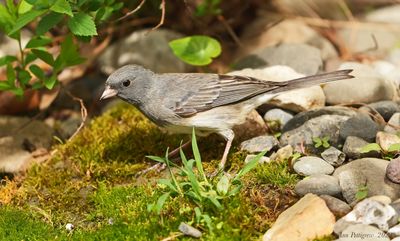 Dark-eyed Junco