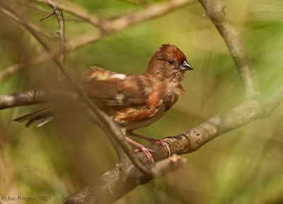 Eastern Towhee - female