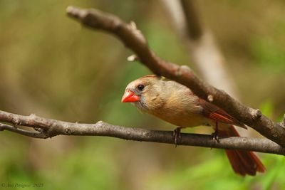 Northern Cardinal