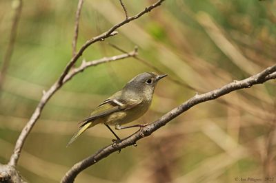 Ruby-crowned Kinglet