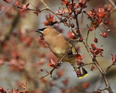 Cedar Waxwing