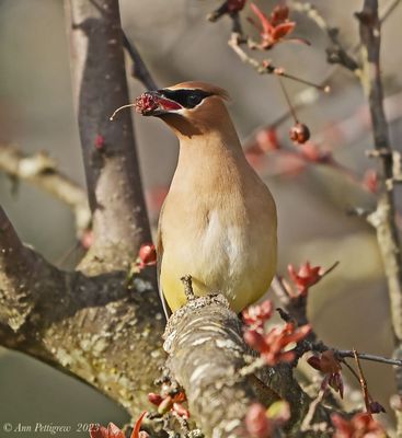 Silky-Flycatchers, Bulbuls and Waxwings