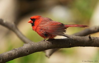 Northern Cardinal