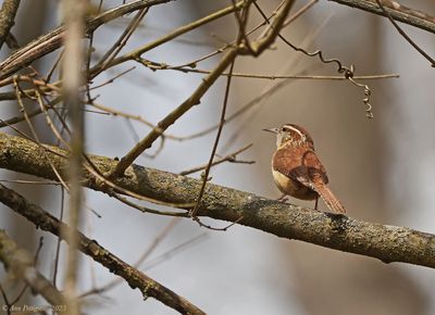 Carolina Wren