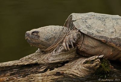 Common Snapping Turtle