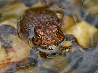 American Toad