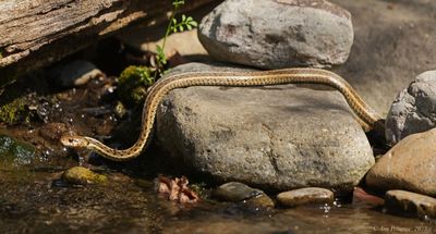 Eastern Garter Snake