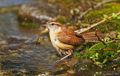 Carolina Wren