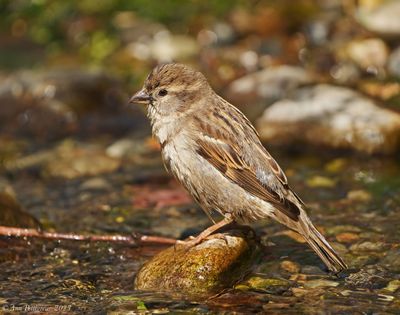 House Sparrow - female