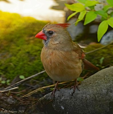 Northern Cardinal - female