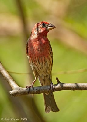 House Finch - male