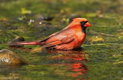 Northern-Cardinal---April---DSC07156.jpg