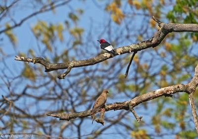 Red-headed Woodpecker & Mourning Dove