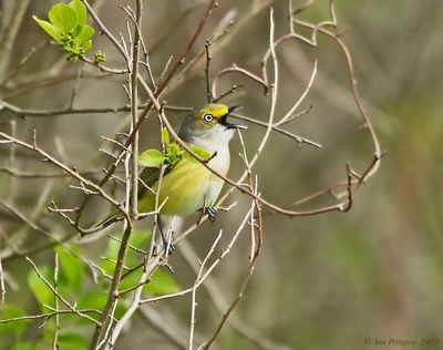 White-eyed Vireo