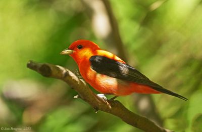 Scarlet Tanager