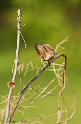House Wren