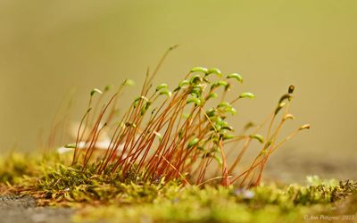 Moss Sporophytes