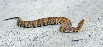 Eastern Cottonmouth aka Water Moccasin