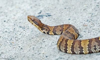 Eastern Cottonmouth aka Water Moccasin