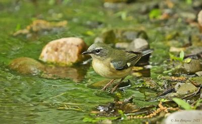 Black-throated Blue Warbler - female