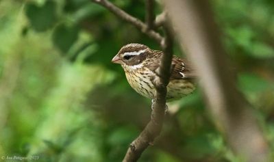 Rose-breasted-Grosbeak---May---DSC08059.jpg