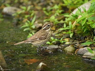 Rose-breasted-Grosbeak---May---DSC08066.jpg