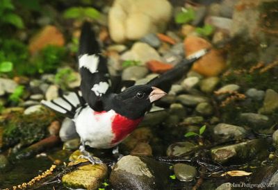 Rose-breasted Grosbeak - male
