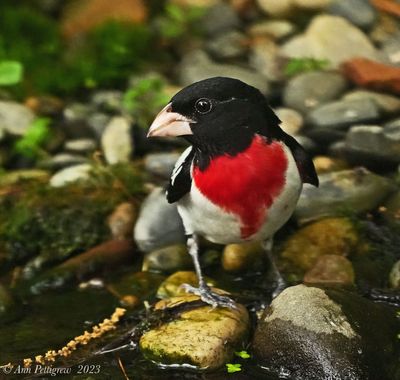 Rose-breasted Grosbeak - male