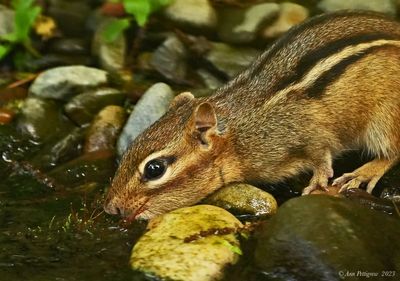 Eastern Chipmunk