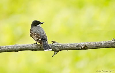 Eastern Kingbird