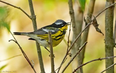 Magnolia Warbler