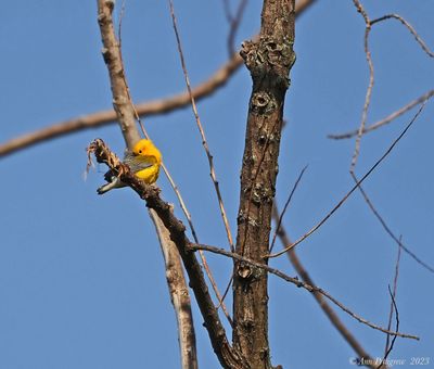 Prothonotary Warbler